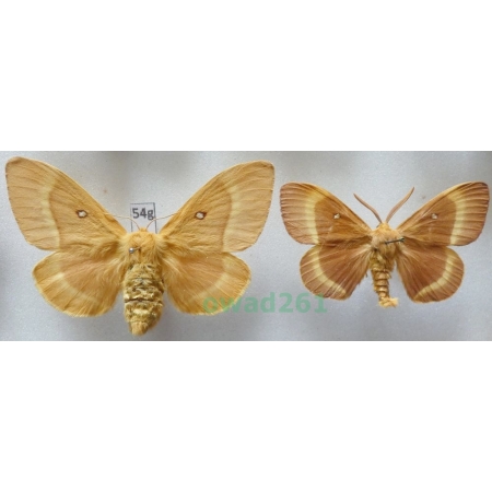 Lasiocampa quercus (Linnaeus, 1758) pair Czech54g